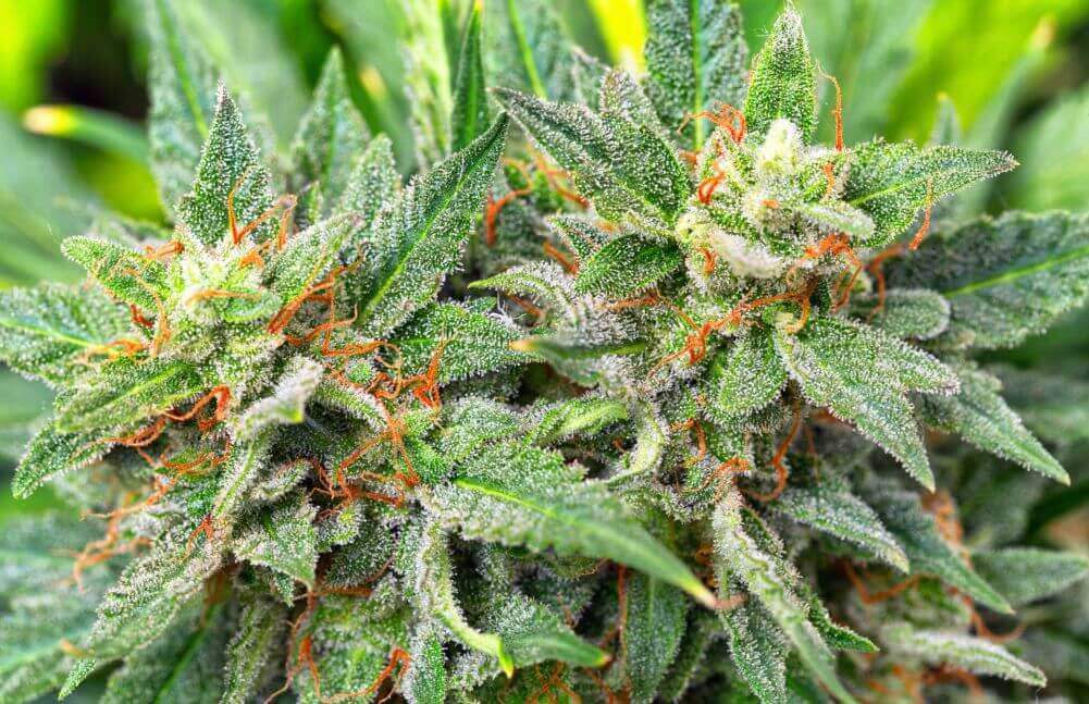 Animal Cookies Strain Review: An Indica-Dominant Hybrid
