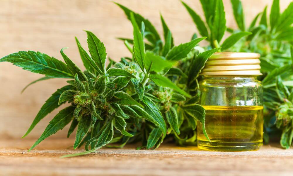 CBD OIL: BENEFITS AND WHERE TO FIND IT IN WASILLA