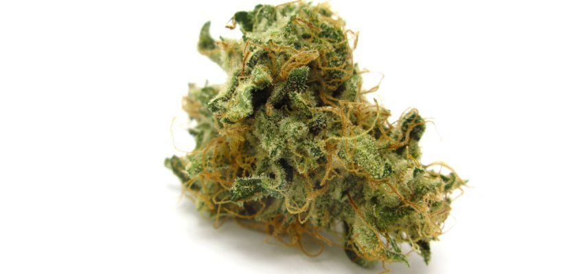 Grease Monkey Cannabis Strain - Grease Monkey Review - High Yields