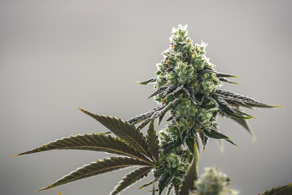 Everything to know about indica strain