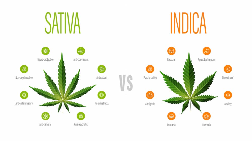 Everything to Know About Sativa Strains