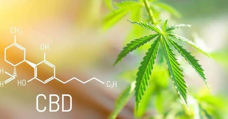 5 marijuana strains that are high in cbd