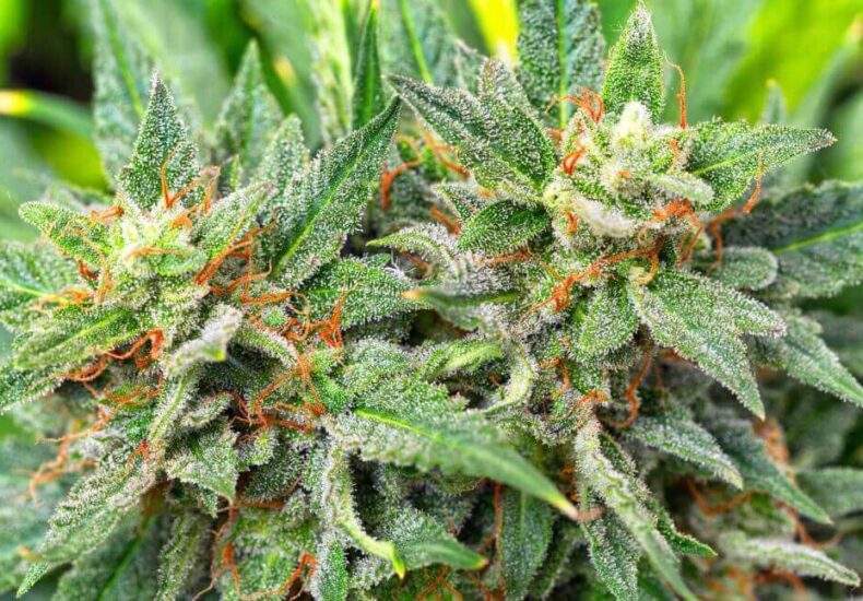 ANIMAL COOKIES A RELAXING INDICA DOMINANT HYBRID IN WASILLA AK