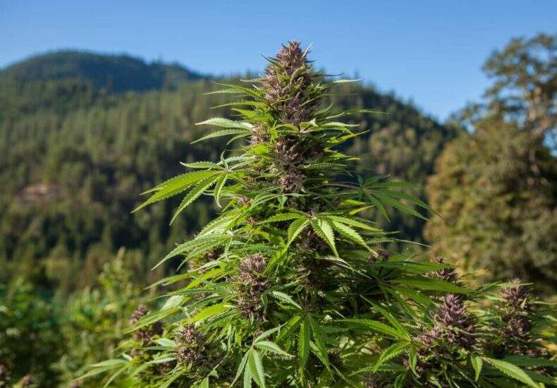 CHOCOLOPE A SATIVA DOMINANT HYBRID AVAILABLE IN MAT SU AK