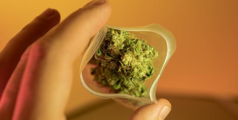STRAIN SPOTLIGHT SUPER SKUNK IN WASILLA AK