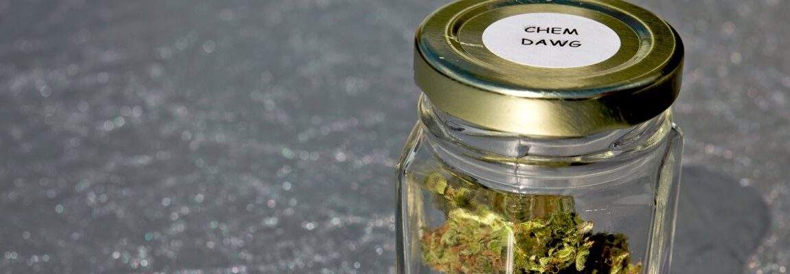 chemdawg.strain.wasilla.ak